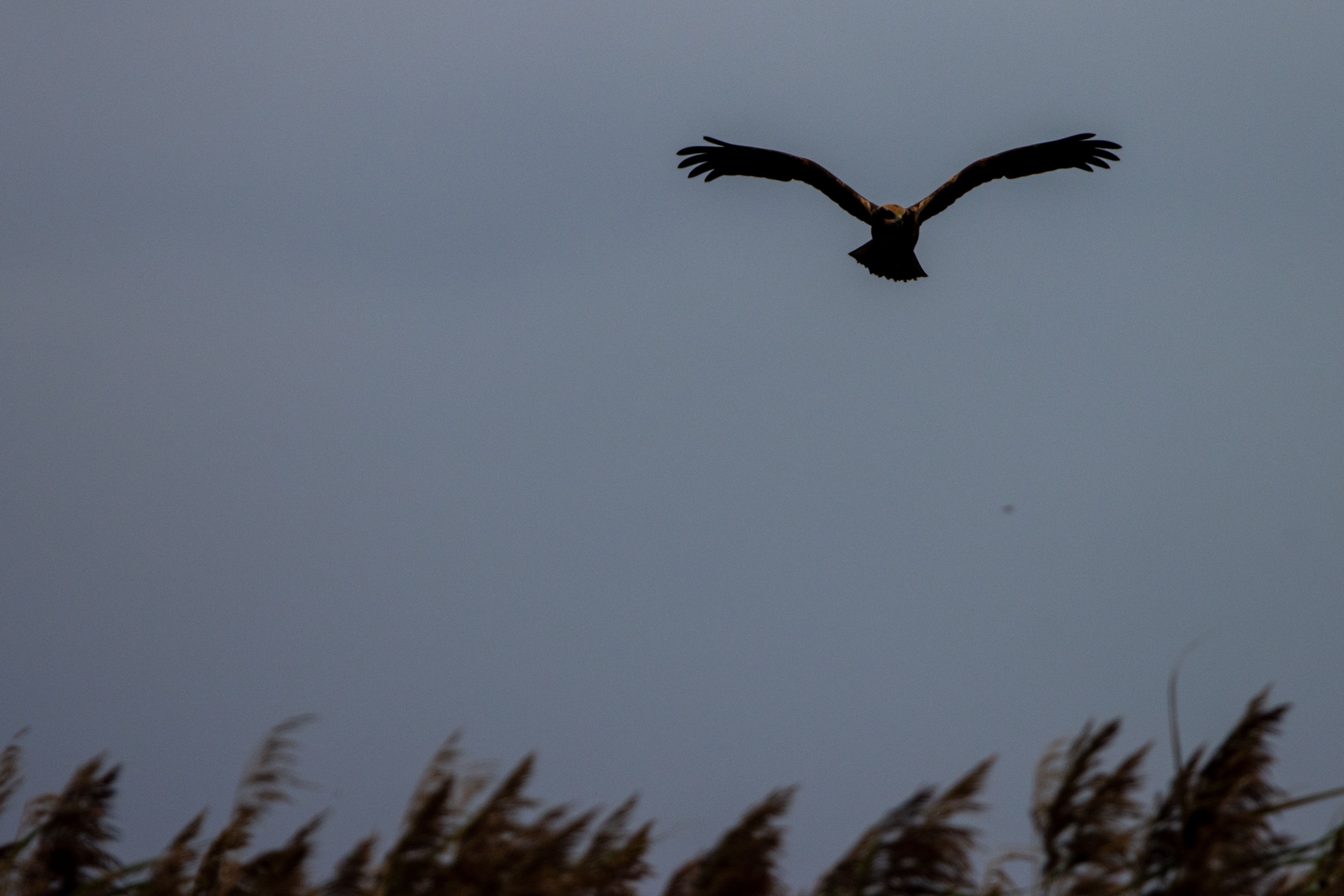 Foto av Naturreservatet Tåkern