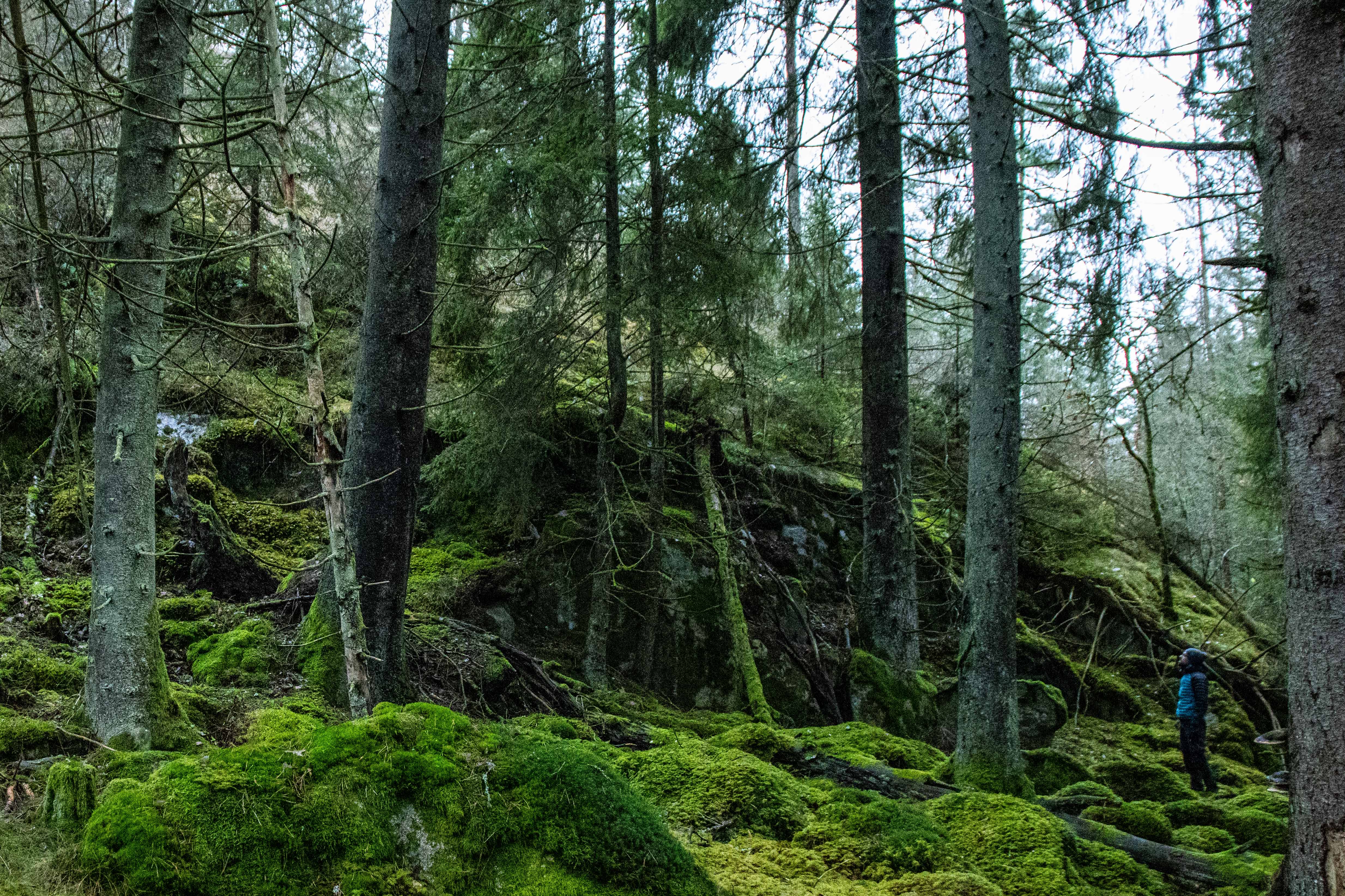 Foto av Klöftasprecka