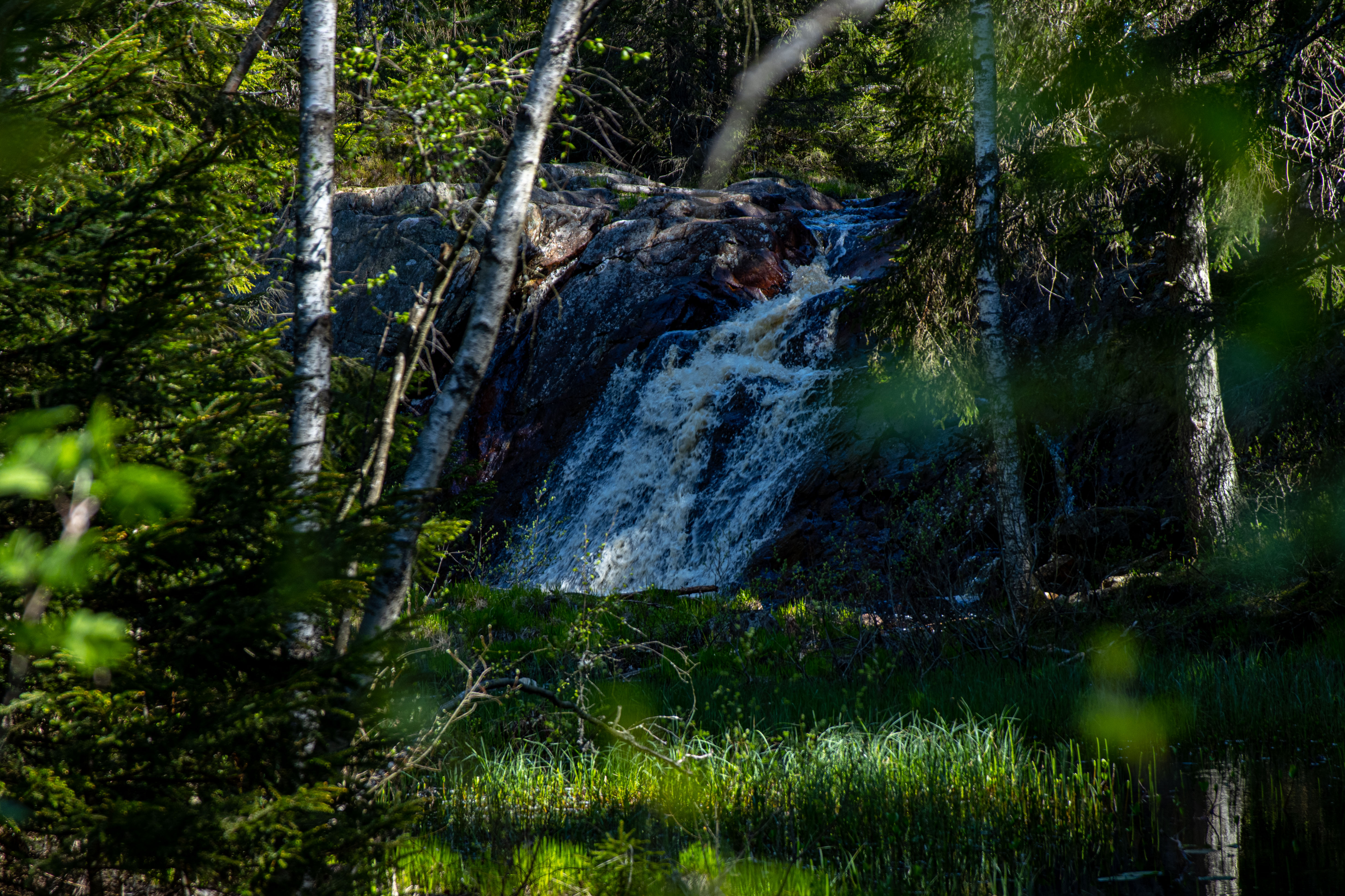 Foto av Hemmingsmåla rävgryt