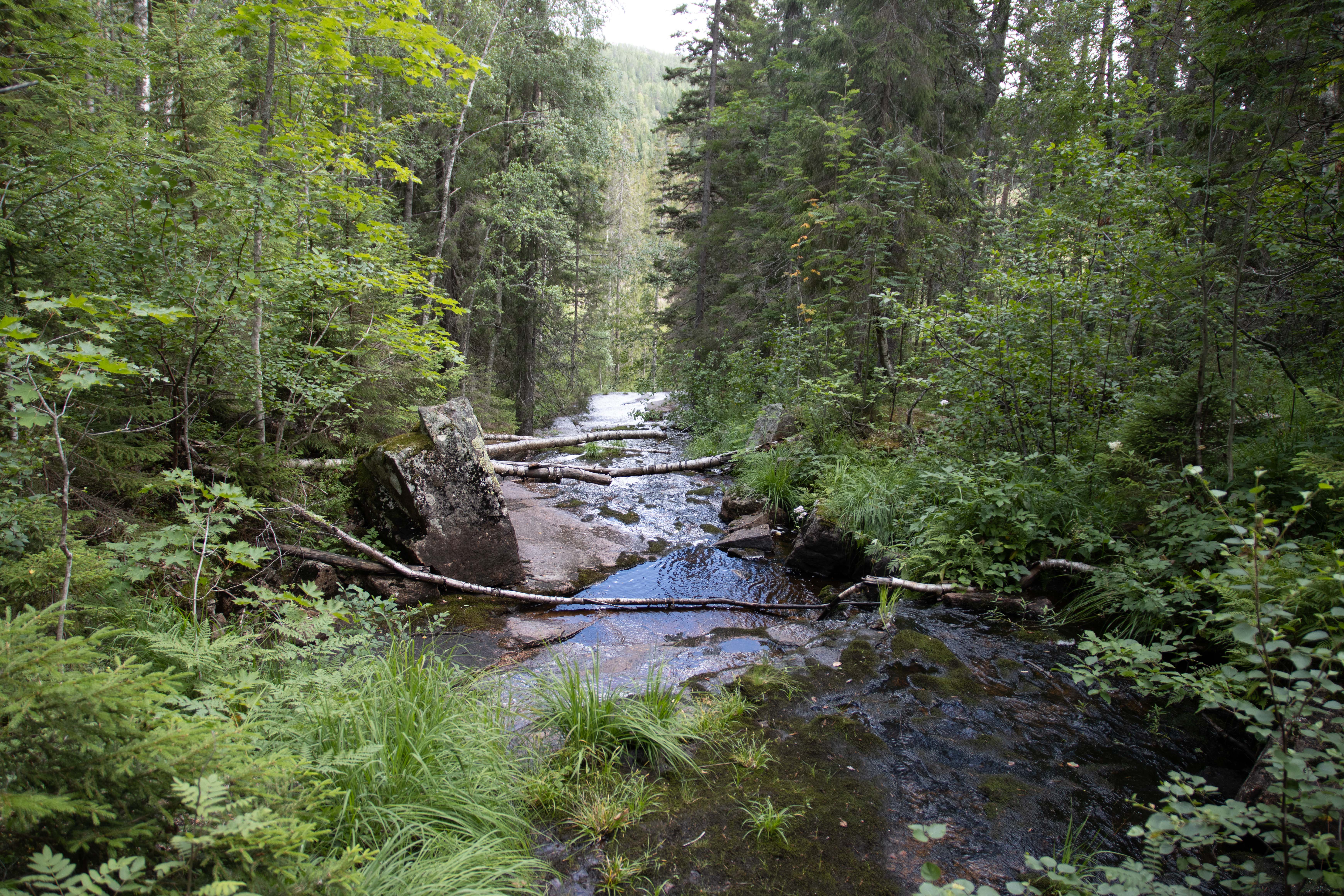 Foto av Dunkehallafallet